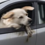 Hunde Kratzer am Auto